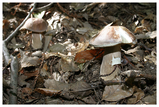 http://www.zsolution.net/gallery/galleries/Botanique_et_Cie/140_4100.jpg