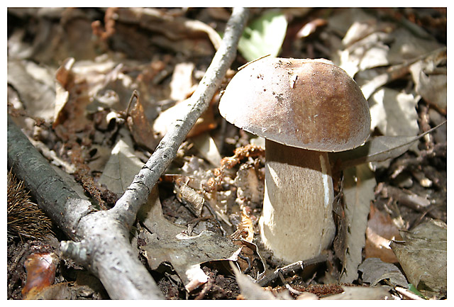 http://www.zsolution.net/gallery/galleries/Botanique_et_Cie/141_4102.jpg