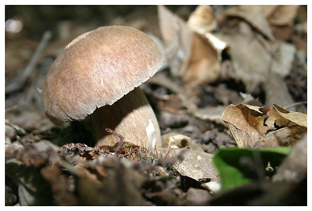http://www.zsolution.net/gallery/galleries/Botanique_et_Cie/141_4108.jpg